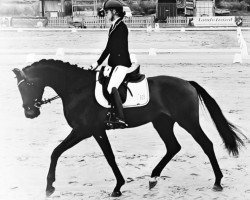 dressage horse Valentino 405 (Hanoverian, 2016, from Vivaldi)