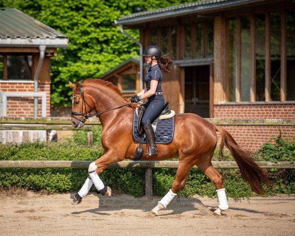 dressage horse Family Affair THC (anglo european sporthorse, 2016, from Formidabel)