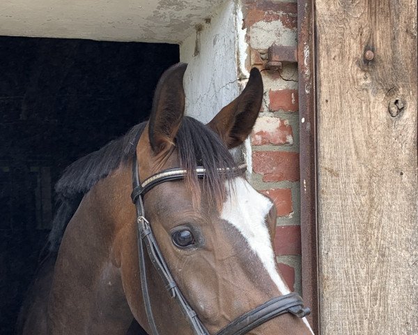 dressage horse Felia 59 (Westphalian, 2017, from For Final)