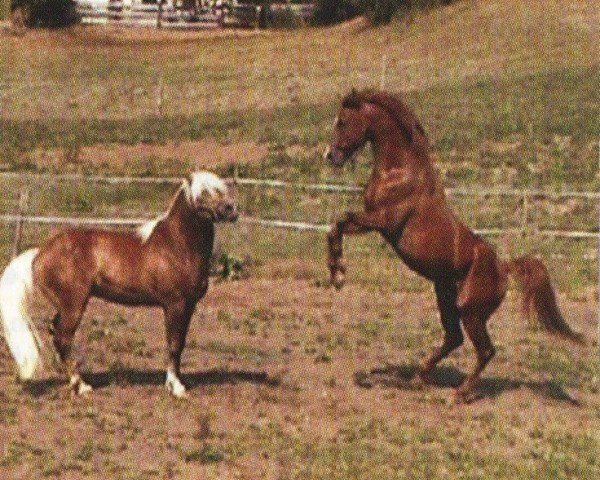 Pferd Devidan (Araber, 1999, von Zanaduk Ibn Estara ox)