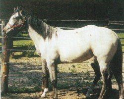 horse Goers Princess Paula (Appaloosa, 2004, from Goers Prince Rugen)
