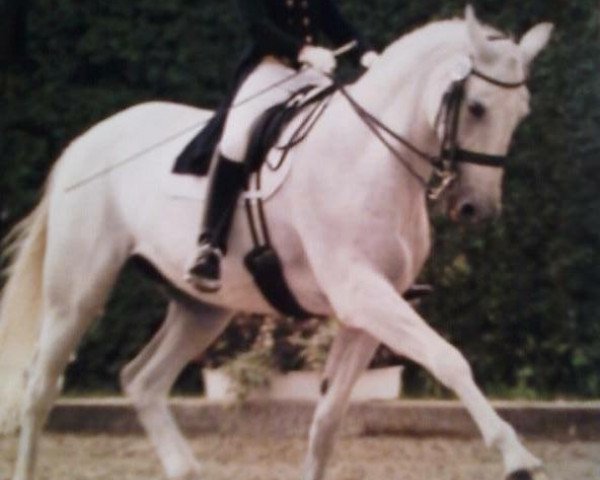 Pferd Dahlie (Westfale, 1990, von Democraat)