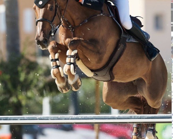 jumper Joriena V (KWPN (Royal Dutch Sporthorse), 2014, from Zirocco Blue)