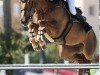 jumper Joriena V (KWPN (Royal Dutch Sporthorse), 2014, from Zirocco Blue)