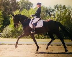 dressage horse Cienna 2 (Oldenburg, 2012, from Cennin)