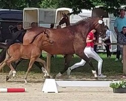 dressage horse Dark dressed Rose K (Westphalian, 2021, from Dark Dressed Man)