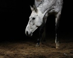 Dressurpferd Vestervang's May Lecia (Dänisches Warmblut, 2011, von Leandro)