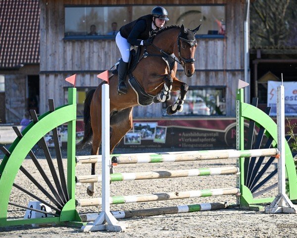 jumper Lia Corada W (Oldenburg show jumper, 2020, from Dia Corrado)