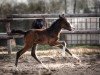 Dressurpferd Einfach Dori (Deutsches Reitpony, 2021, von Dreidimensional AT NRW)