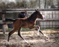 Pferd Einfach Dori (Deutsches Reitpony, 2021, von Dreidimensional AT NRW)