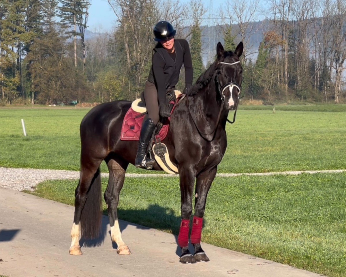 dressage horse Generoso Diamante (German Sport Horse, 2017, from Grey Flanell)