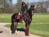 Dressurpferd Generoso Diamante (Deutsches Sportpferd, 2017, von Grey Flanell)