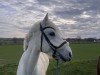 Springpferd Kulinshof Fergus (unbekannt, 2018)
