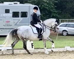 dressage horse Ready to Rumble 8 (Oldenburg, 2011, from Royal Diamond)