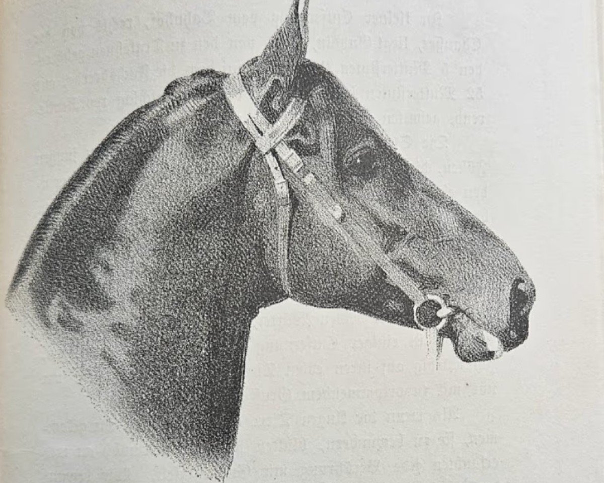 Deckhengst Massa (Trakehner, 1873, von Vorwärts)