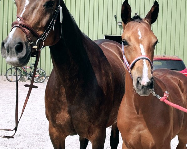 Springpferd Hengst von Eldorado van de Zeshoek / Caretino (Holsteiner, 2021, von Eldorado vd Zeshoek Tn)