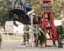 jumper Coco Calina (Westphalian, 2018, from Come to win AH)