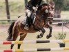 dressage horse Kelly (sonstiges Pony, 2011)