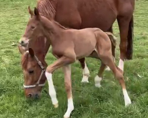 foal by Farina Rex de Cologne (Hanoverian, 2025, from Fidertanz)