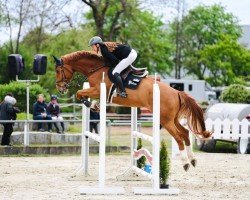 Springpferd Tiago van de Mullegracht (Zangersheide Reitpferd, 2019, von Taloubet Z)
