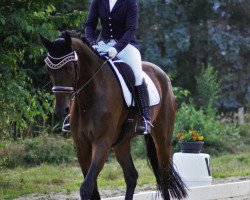 dressage horse Ben Nevis 14 (German Sport Horse, 2017, from Ben Benicio)