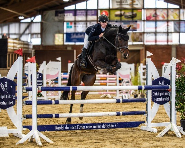 jumper La vie est belle 25 (Hanoverian, 2020, from Lamberk's Lord Landcrack)