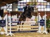 jumper La vie est belle 25 (Hanoverian, 2020, from Lamberk's Lord Landcrack)
