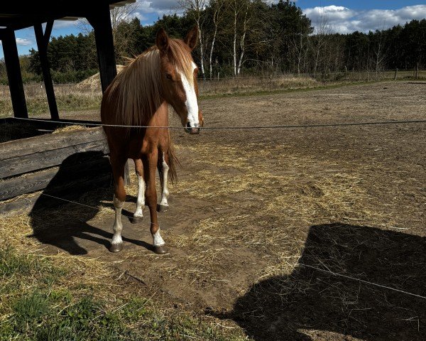 Dressurpferd Destina Mia (Deutsches Reitpony, 2023, von Der Kleine Leonardo)