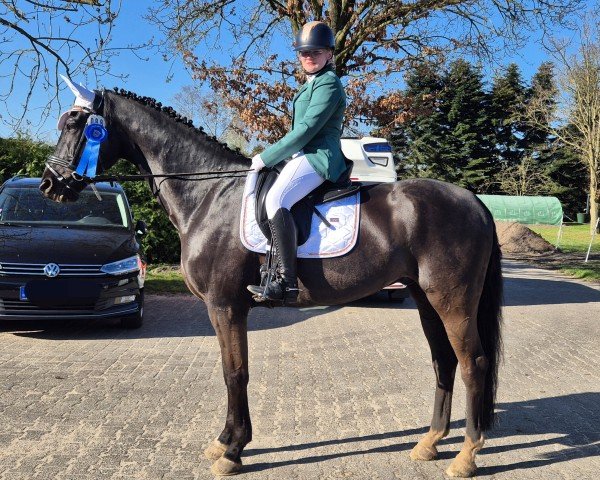 dressage horse Libambo HB (Rhinelander, 2015, from Livaldon)