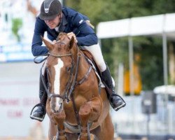 Springpferd Vdl Edgar M (KWPN (Niederländisches Warmblut), 2009, von Arezzo VDL)