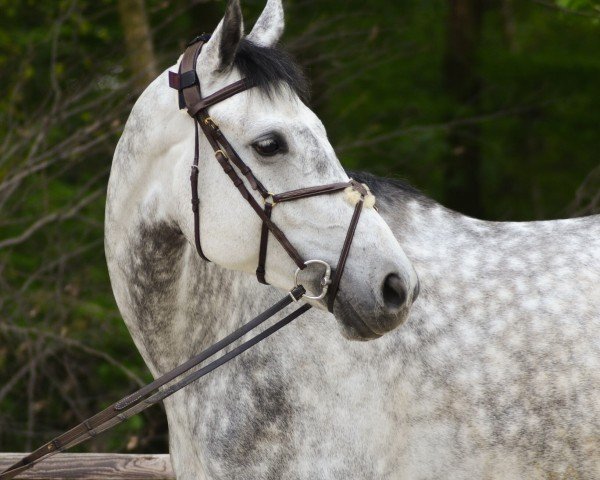 jumper Ceydanur (German Sport Horse, 2018, from K.i Checkter)