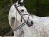 jumper Ceydanur (German Sport Horse, 2018, from K.i Checkter)