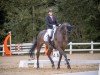 Dressurpferd Nero BH (KWPN (Niederländisches Warmblut), 2018, von Indian Rock)