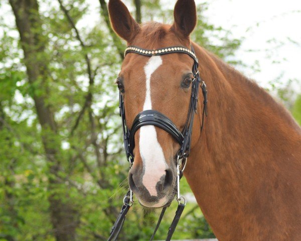 jumper Esprit van de Eikenbos (Belgian Warmblood, 2004, from Querlybet Hero)