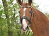 jumper Esprit van de Eikenbos (Belgian Warmblood, 2004, from Querlybet Hero)