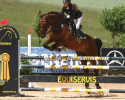 horse Looping (Austrian Warmblood, 2003, from Lanciano)