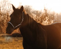 dressage horse Dolar (Spanish Sport Horse, 2017)