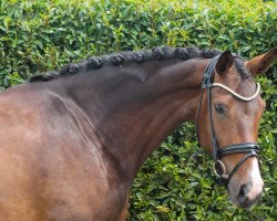 dressage horse Zensation K (Hanoverian, 2018, from Zoom)