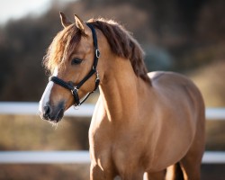 stallion Steendieks Derrick (German Riding Pony, 2014, from Steendieks Morgensterns Dalai)