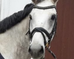 jumper Dagoberto Di San Patrignano (Italian Warmblood, 2008, from Athletico)