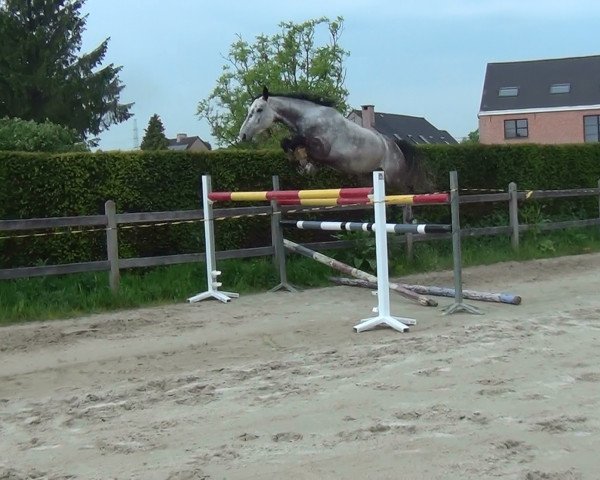 Pferd Fifi van de Claevervallei (Holsteiner, 2013, von Darco)