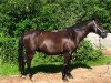 dressage horse Namiro 19 (German Riding Pony, 2011)