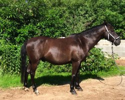 dressage horse Namiro 19 (Deutsches Reitpony, 2011)