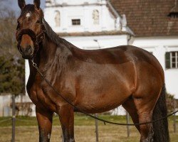 jumper Lady Claire (German Sport Horse, 2020, from Glasgow van het Merelsnest)