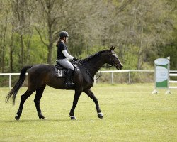 broodmare Withney - S (Holsteiner, 2006, from Newton)