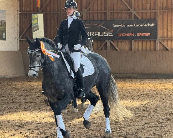 Dressurpferd High End 2 (Oldenburger, 2019, von Kingston Jz)