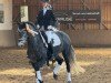 Dressurpferd High End 2 (Oldenburger, 2019, von Kingston Jz)