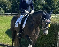 dressage horse High End 2 (Oldenburg, 2019, from Kingston Jz)
