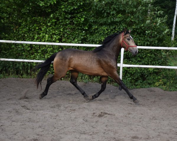 Pferd Selene (Polnisches Warmblut, 2019)