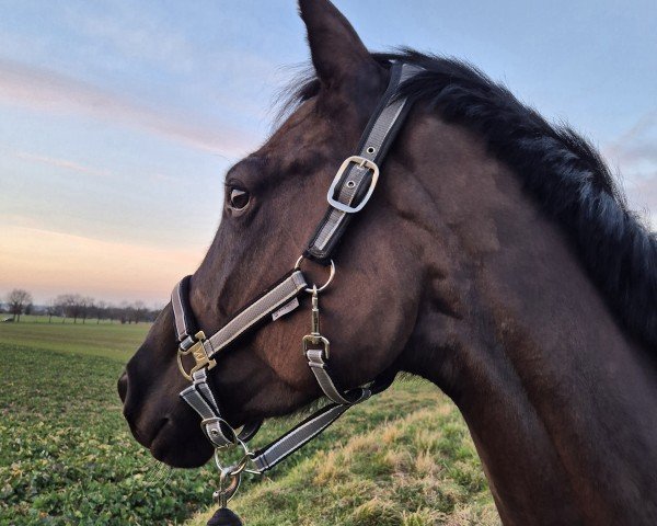 dressage horse Vaiana (Hanoverian, 2020, from Vivaldos)